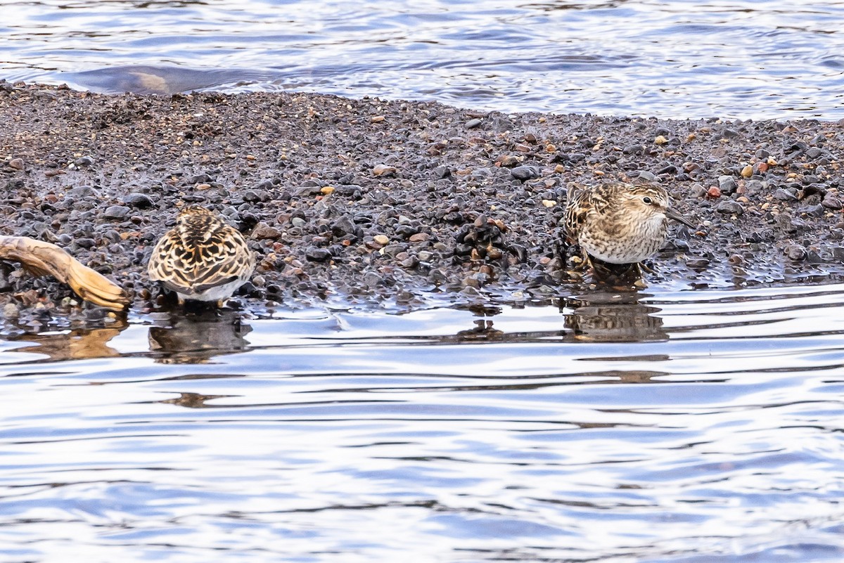 Least Sandpiper - Denise Turley