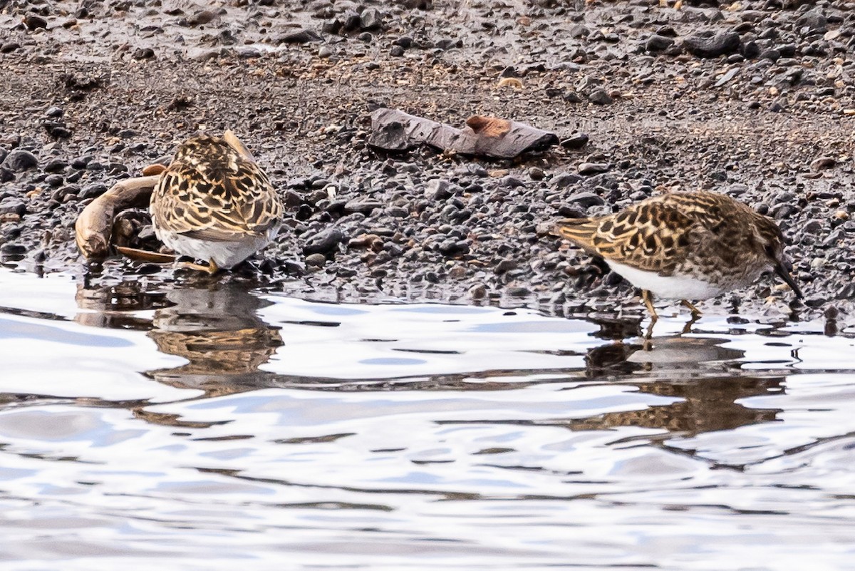 Least Sandpiper - Denise Turley