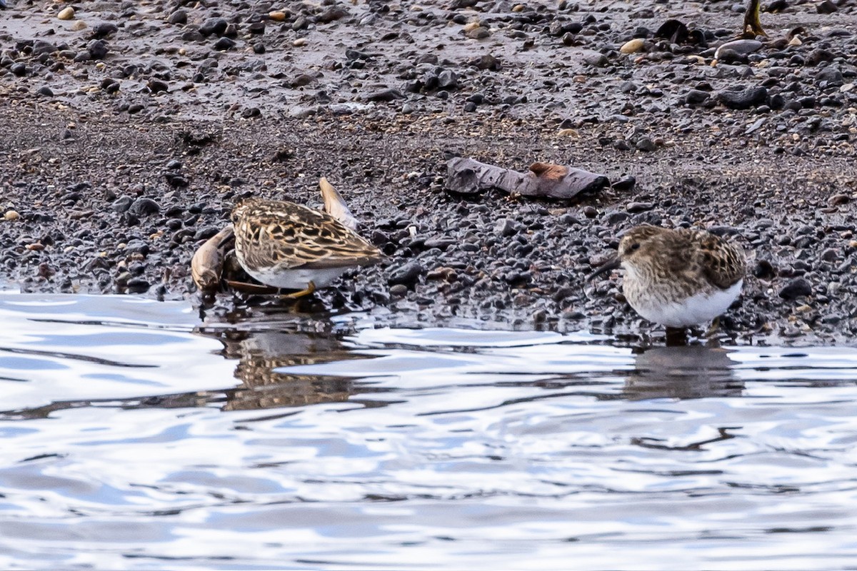 Least Sandpiper - ML618803390