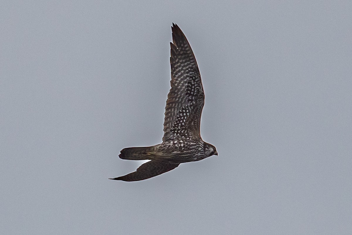 Peregrine Falcon - Denise Turley