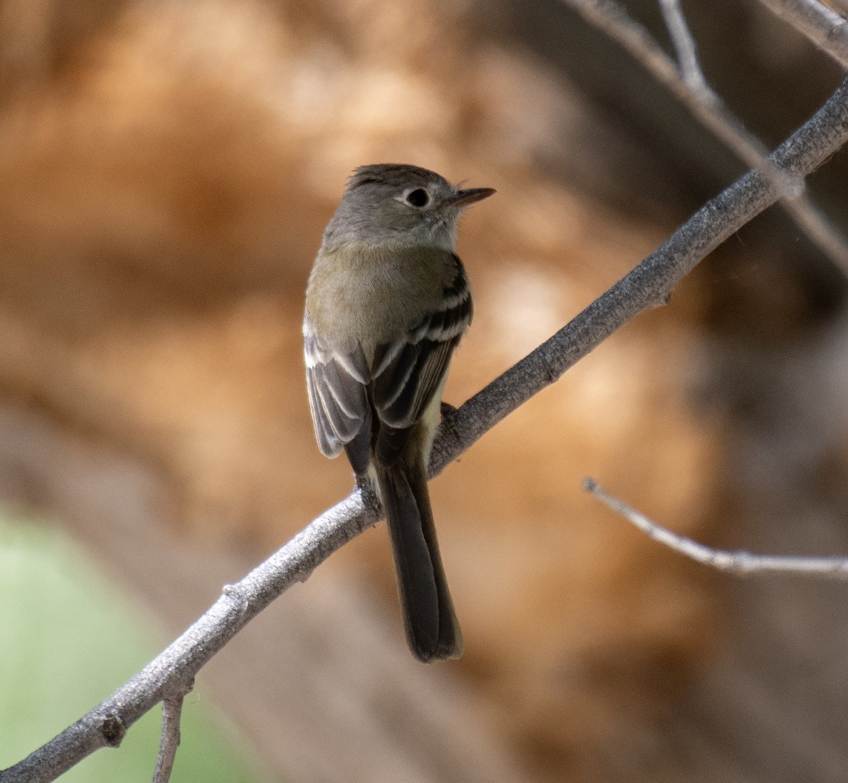 Hammond's Flycatcher - Ruijiao Sun