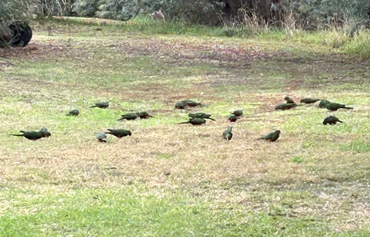 Australian King-Parrot - ML618803396