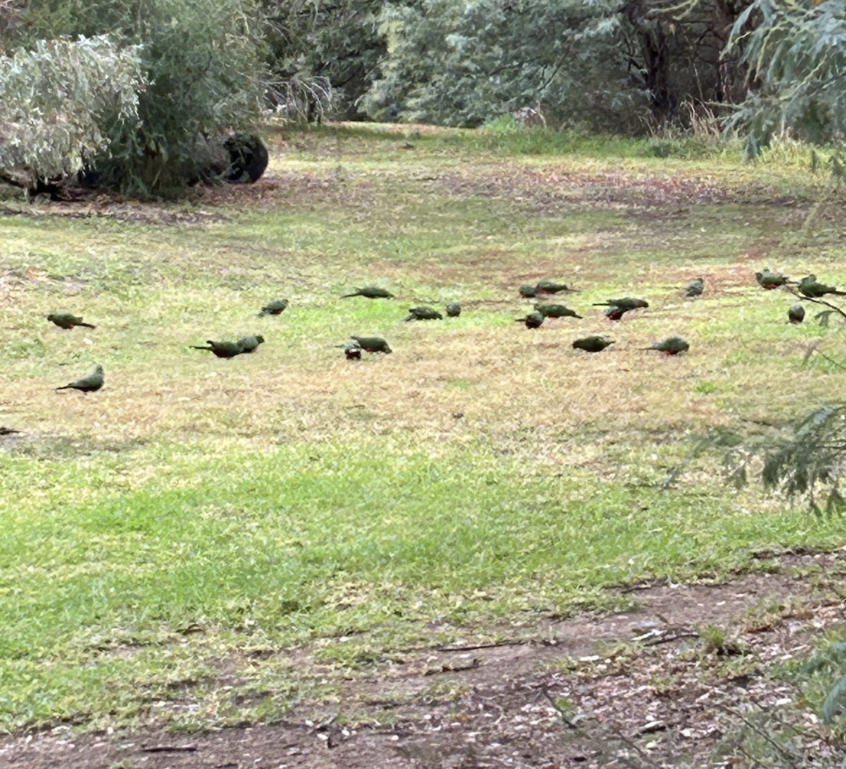 Australian King-Parrot - ML618803397