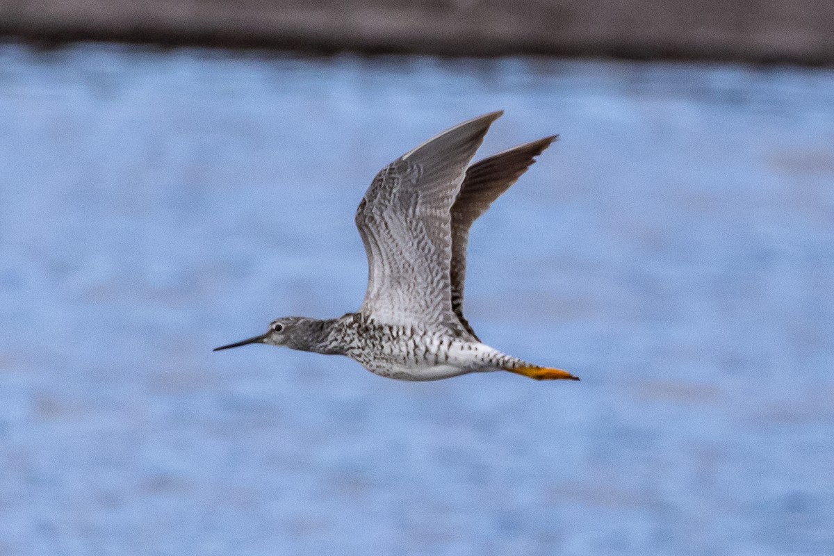 Greater Yellowlegs - Denise Turley