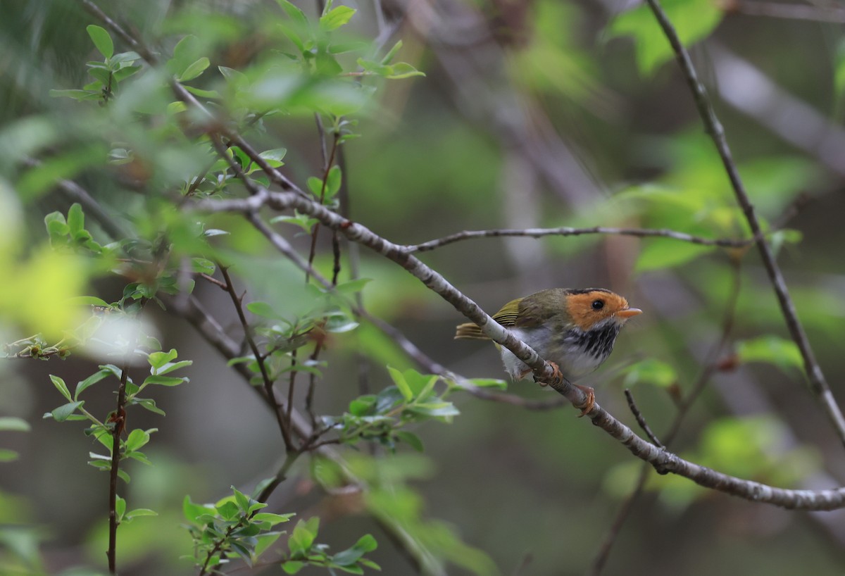 Rufous-faced Warbler - Allen Lyu