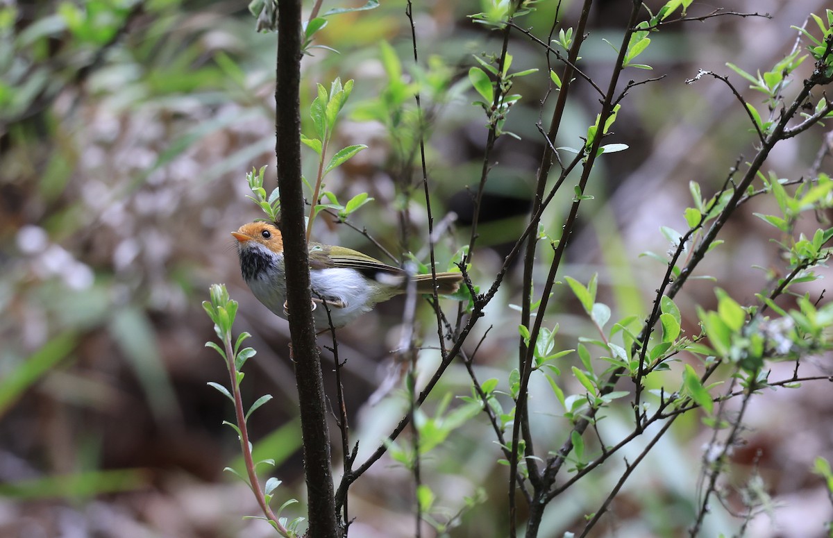 Rufous-faced Warbler - Allen Lyu