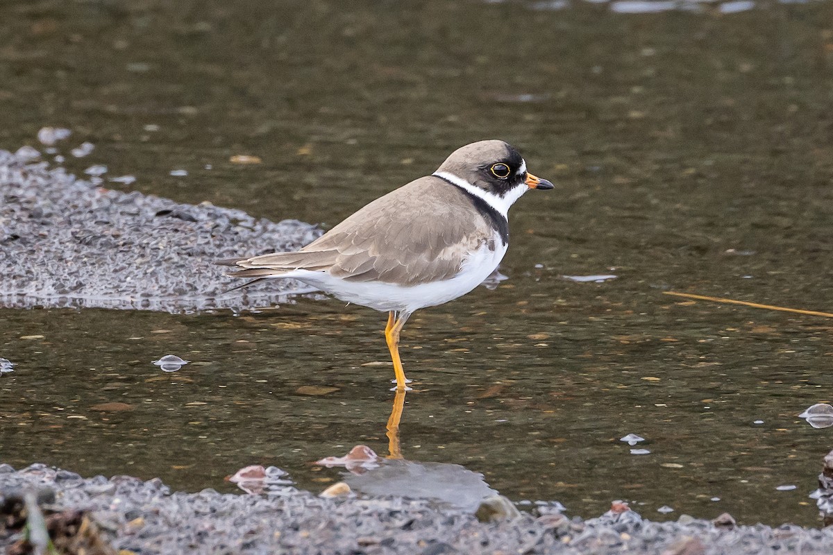 Semipalmated Plover - Denise Turley