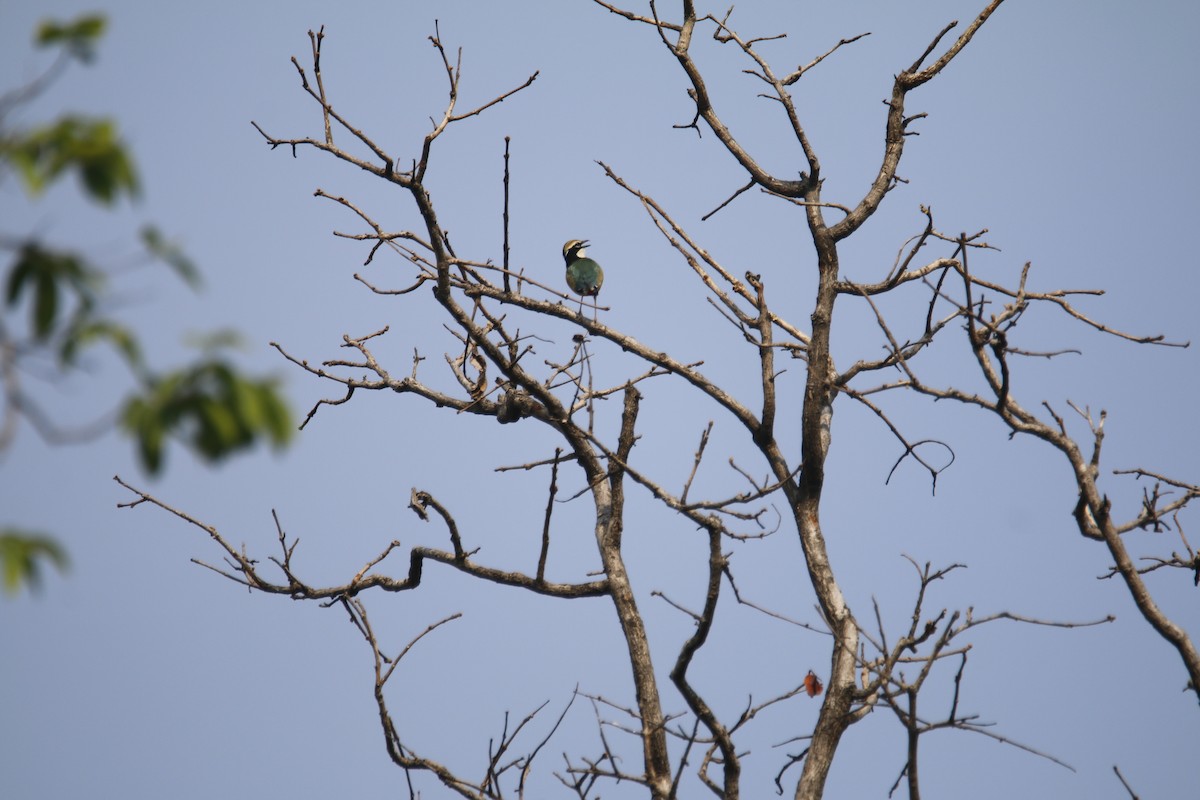 Indian Pitta - Gaurav Belge