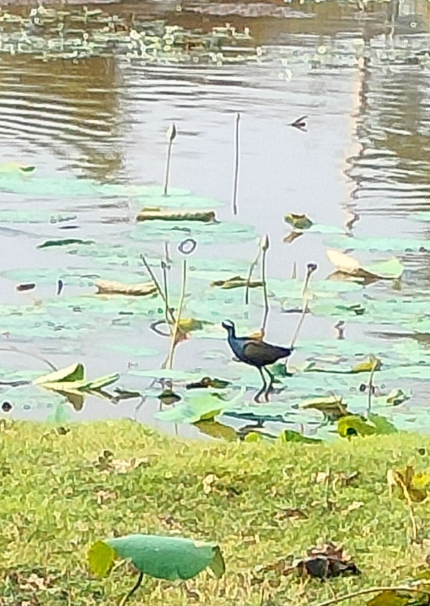 Bronze-winged Jacana - meenal alagappan