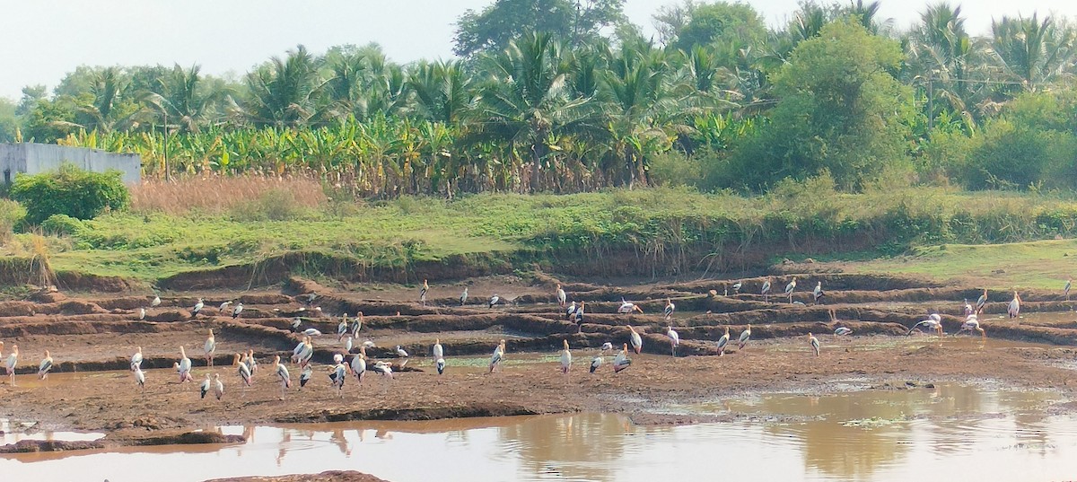 Painted Stork - ML618803431