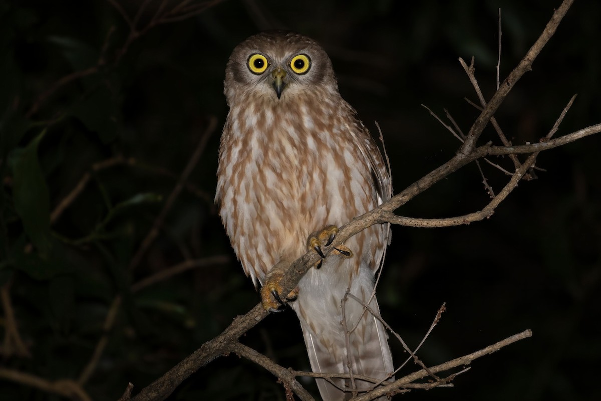 Barking Owl - ML618803438