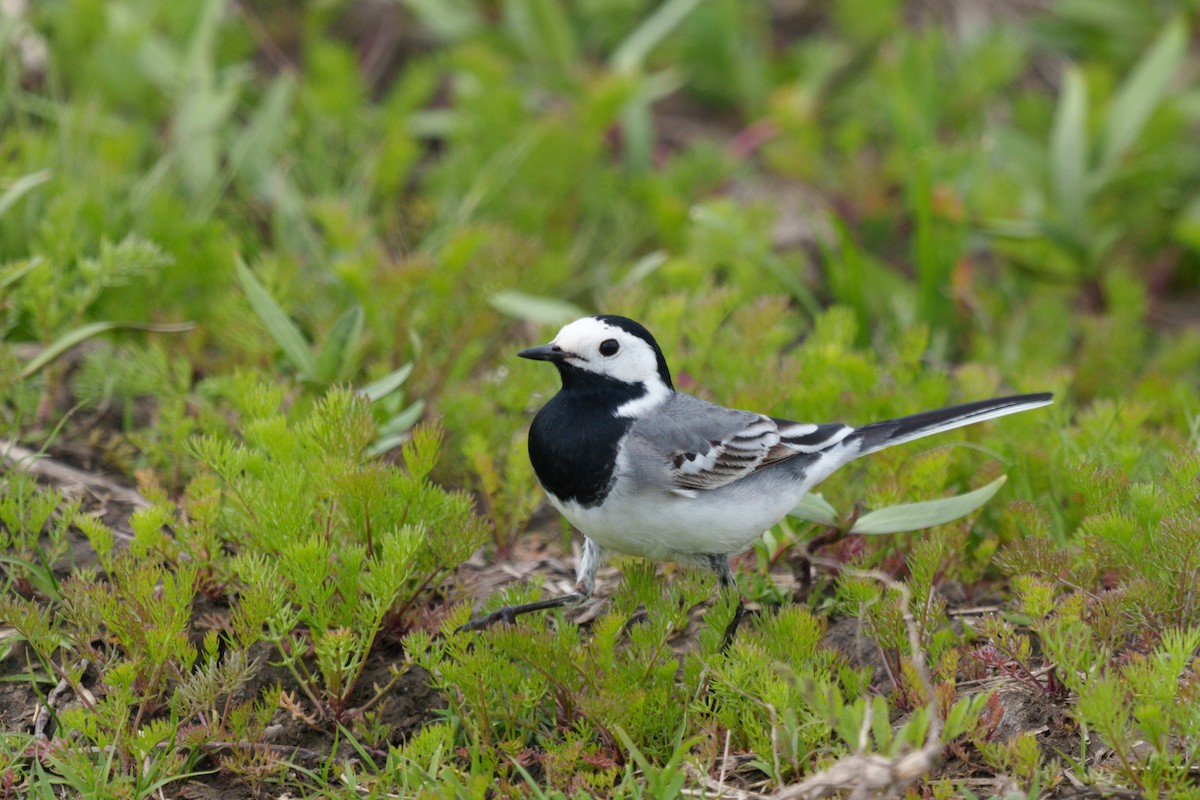 White Wagtail - ML618803451