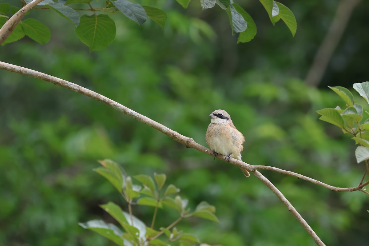 shrike sp. - Chi-Hsuan Shao