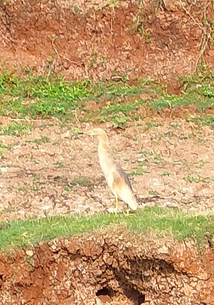 Indian Pond-Heron - ML618803488