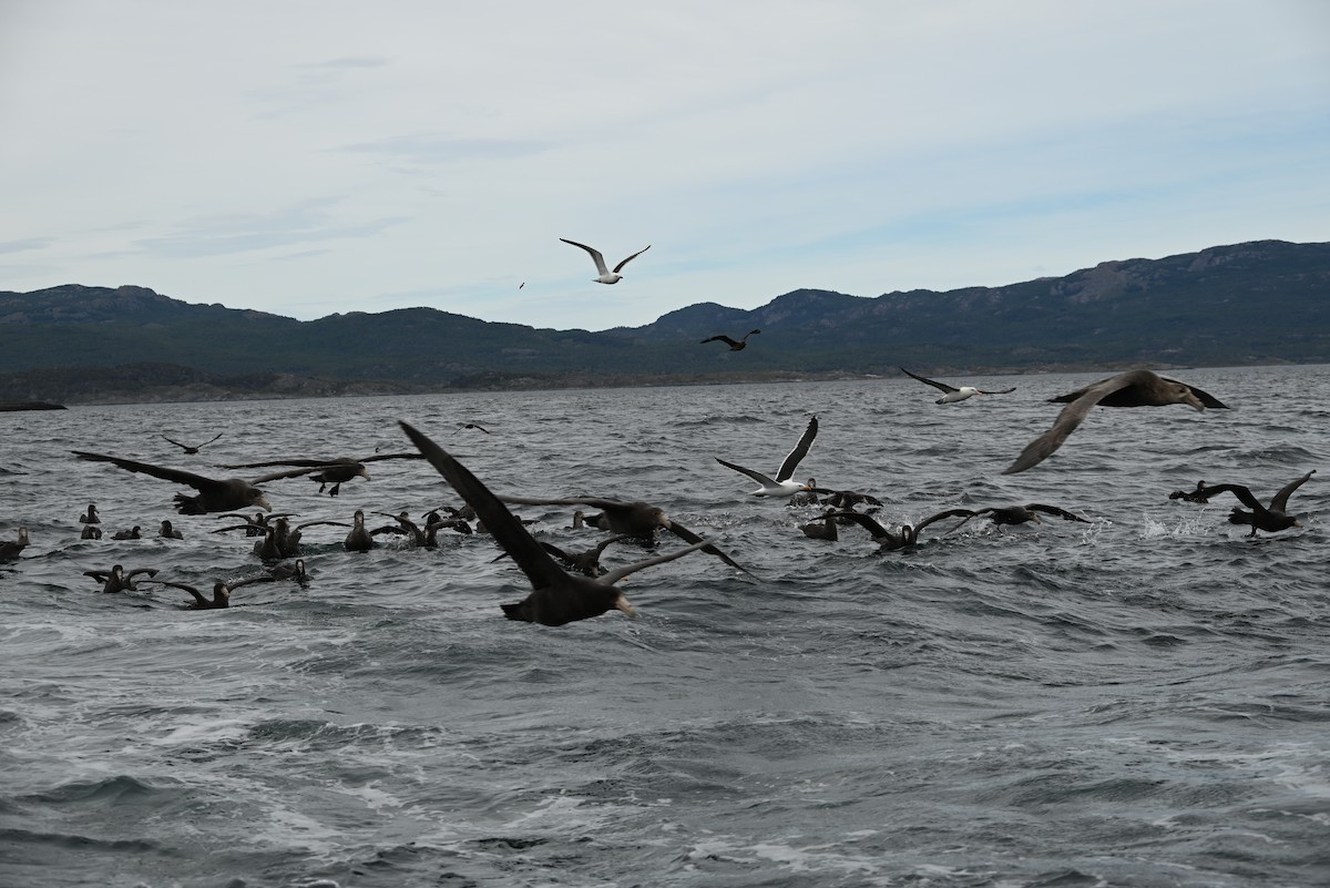 Southern Giant-Petrel - ML618803503