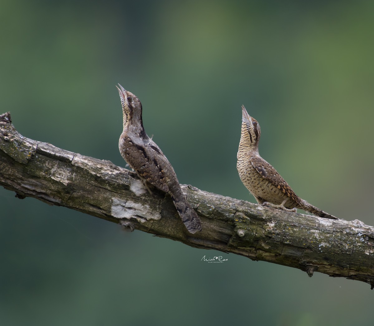 Eurasian Wryneck - ML618803504