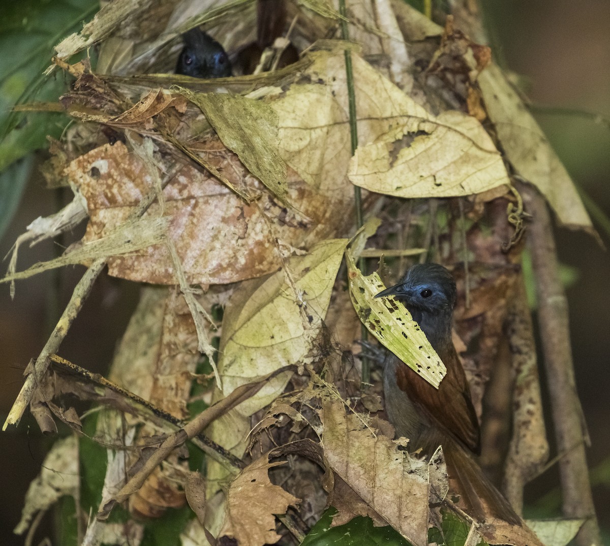 Gray-hooded Babbler - John le Rond