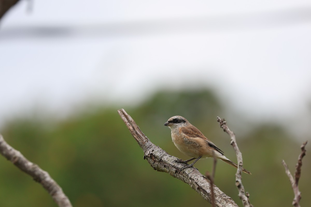 shrike sp. - Chi-Hsuan Shao