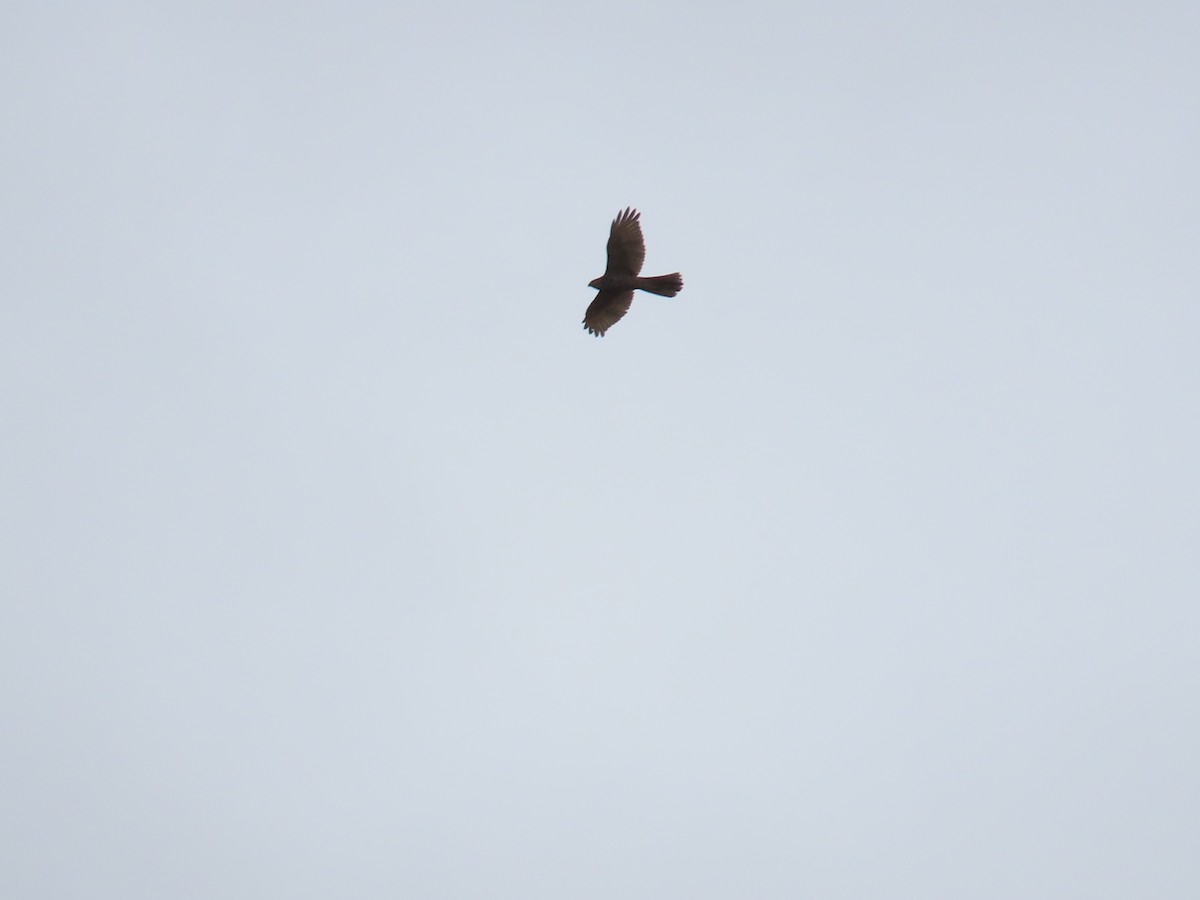 Brown Goshawk - ML618803553