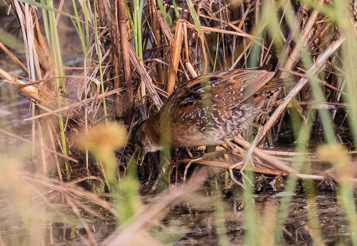 Baillon's Crake - Thomas Job