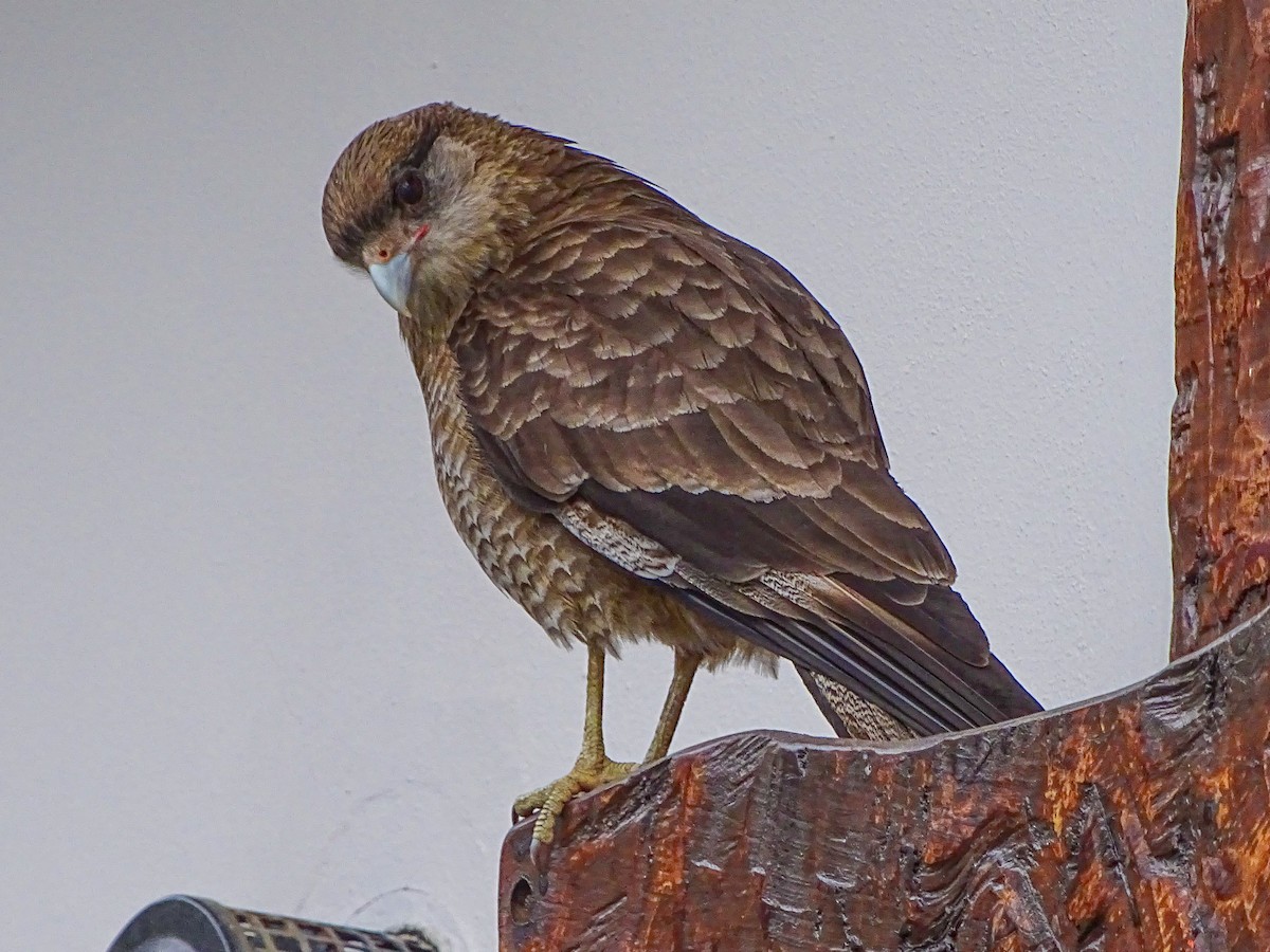 Chimango Caracara - Rebel Warren and David Parsons