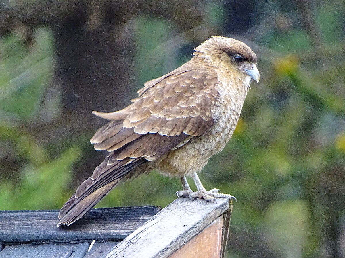 Chimango Caracara - Rebel Warren and David Parsons