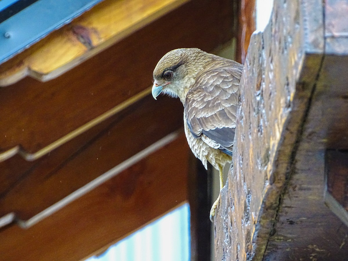 Chimango Caracara - ML618803583