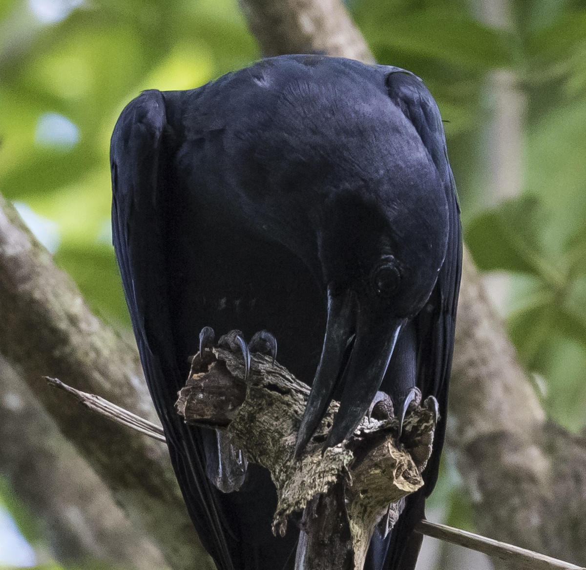 Slender-billed Crow - John le Rond