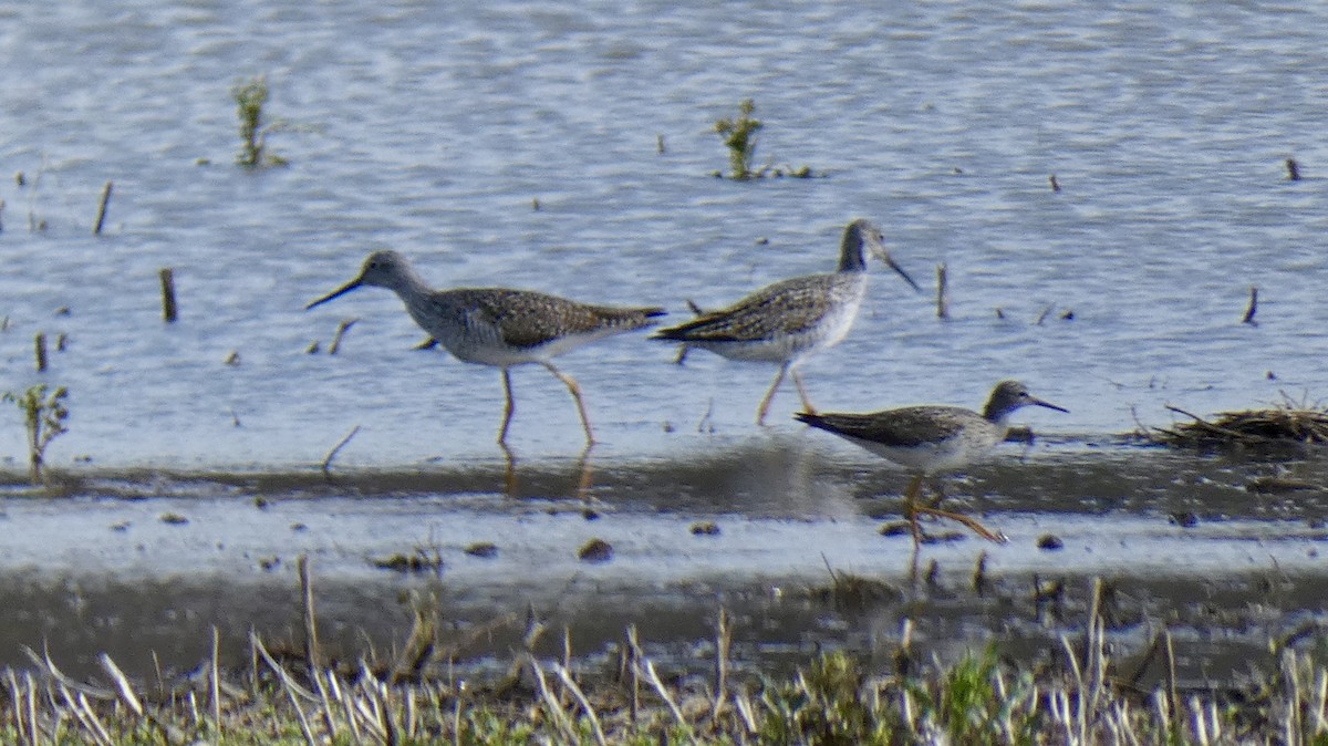 Greater Yellowlegs - Andy Brown