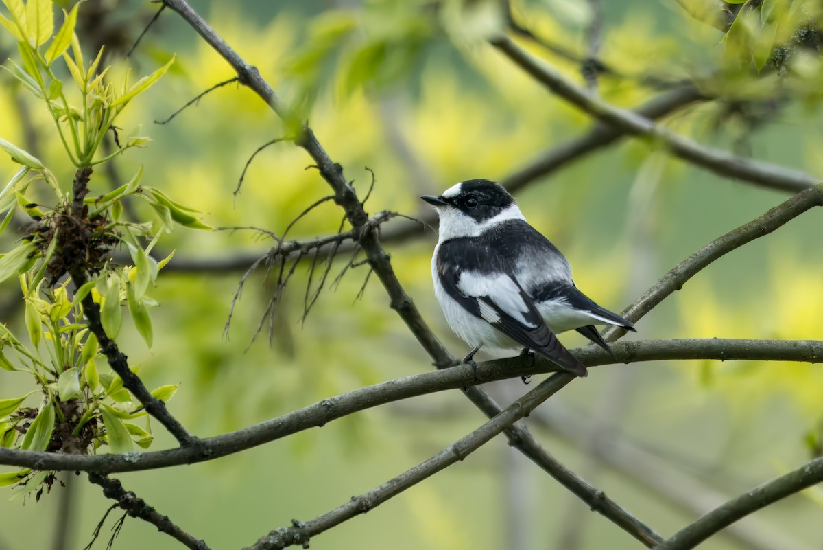 Collared Flycatcher - Prashant Tewari