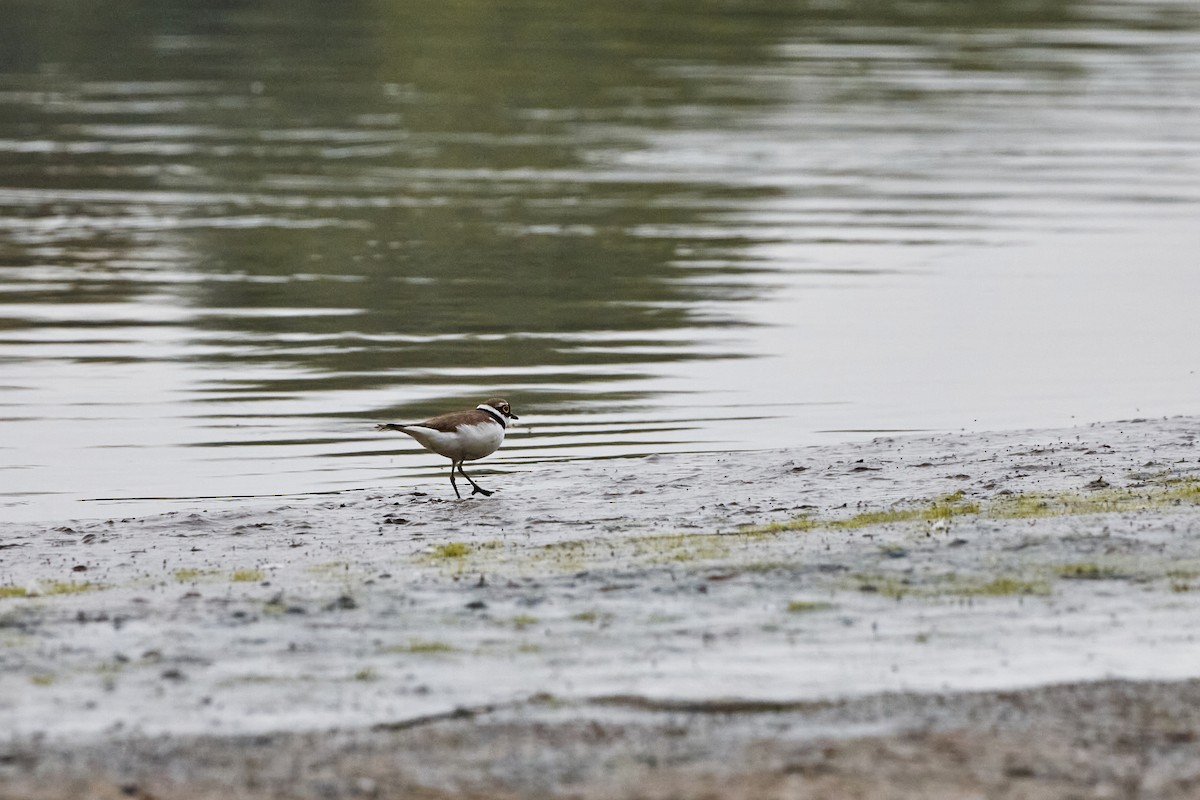 Little Ringed Plover - Monika Kolodziej