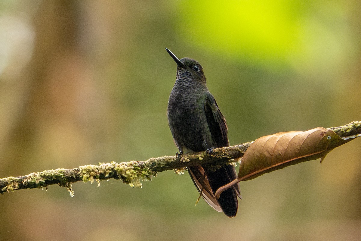 Hoary Puffleg - ML618803698