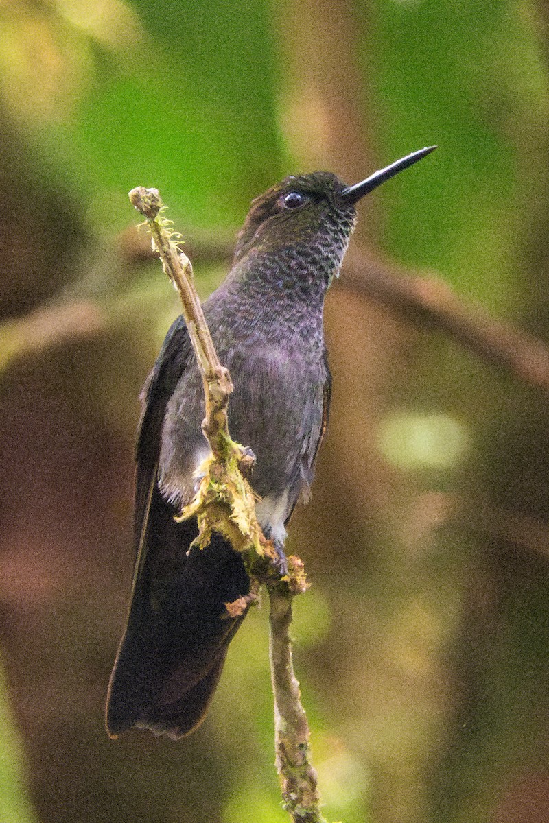 Hoary Puffleg - Rob Felix