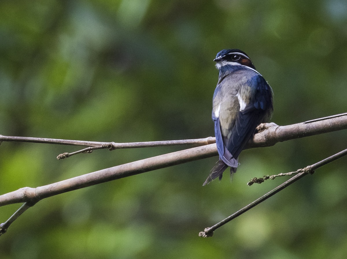 Whiskered Treeswift - ML618803711