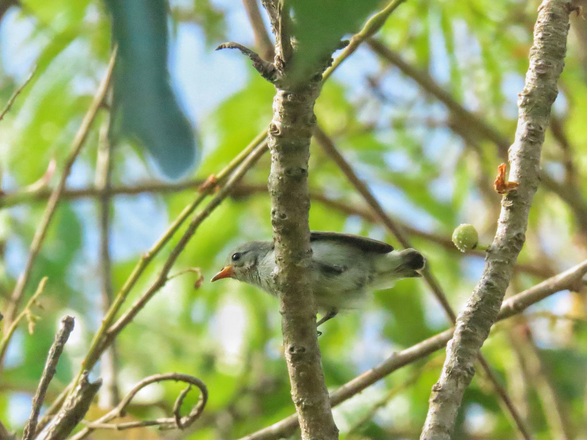 Pale-billed Flowerpecker - ML618803717