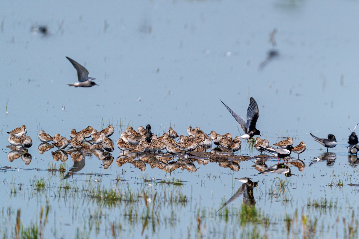 Dunlin - ML618803729