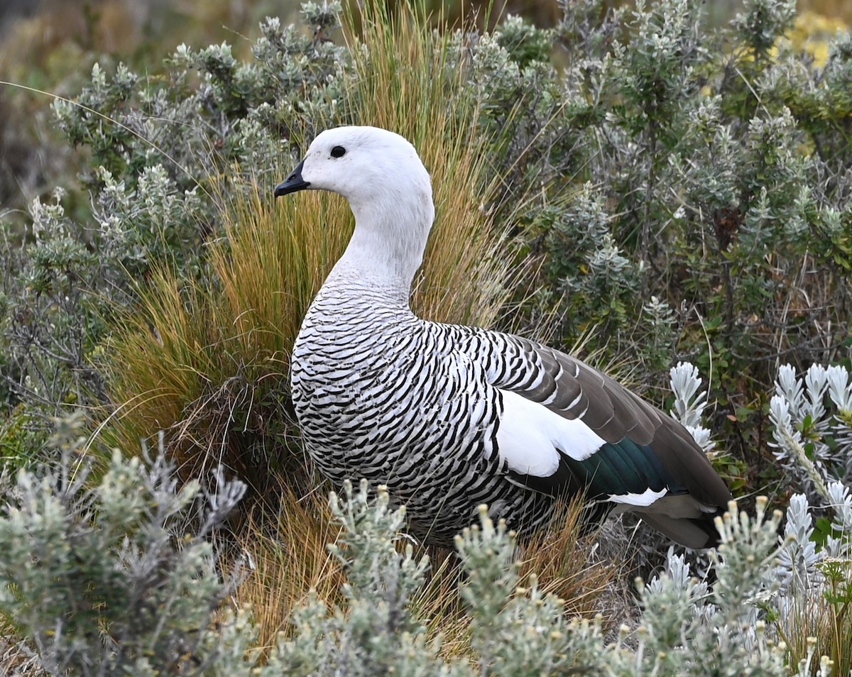 Upland Goose - ML618803736