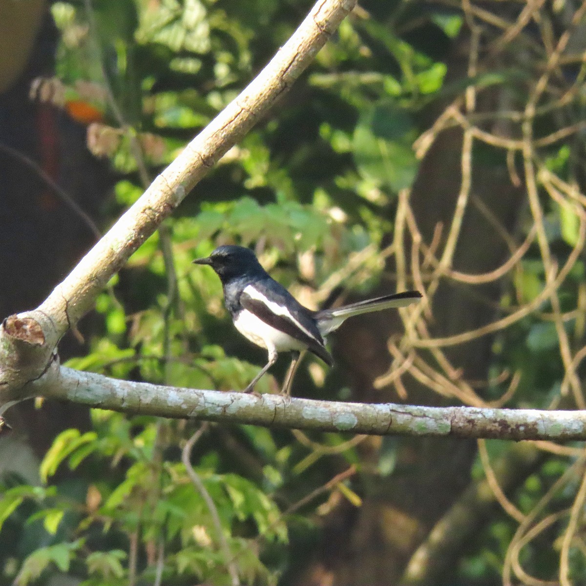 Oriental Magpie-Robin - ML618803753