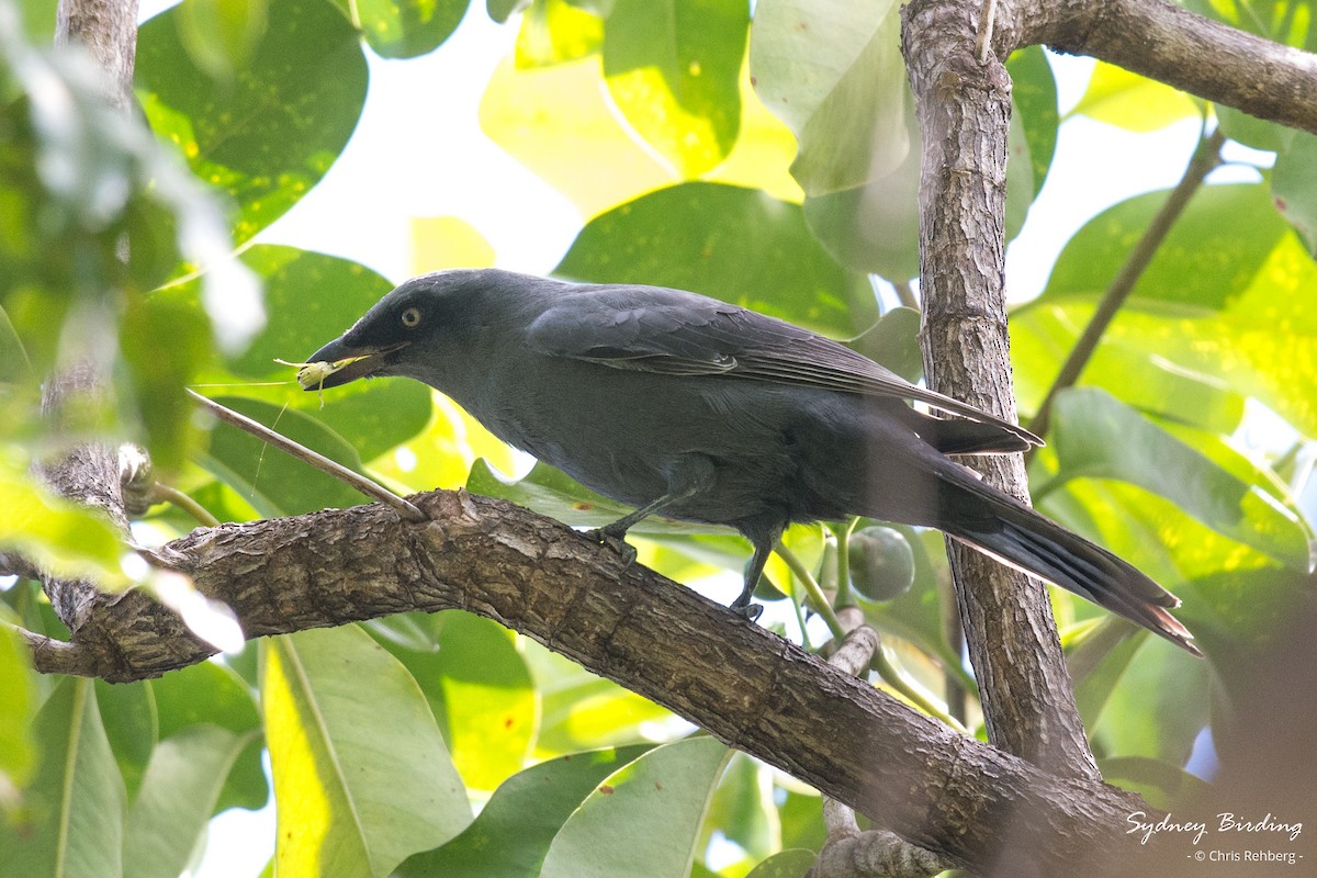 South Melanesian Cuckooshrike - ML618803782