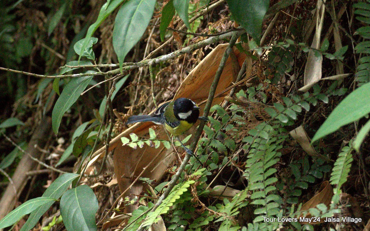 Green-backed Tit - Suman Dasgupta