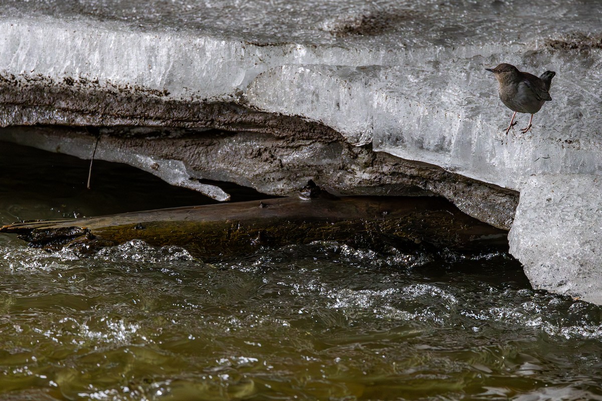 American Dipper - Peek Ehlinger