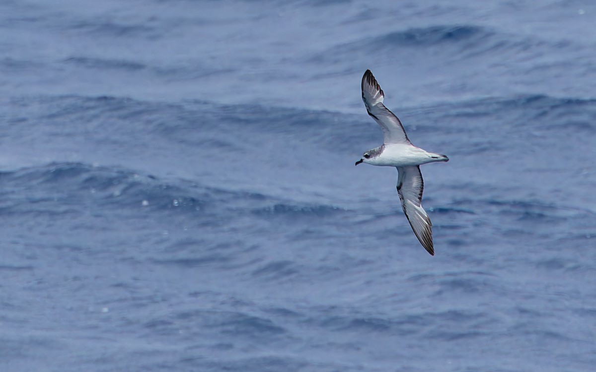 Cook's Petrel - Odysseas Froilán Papageorgiou