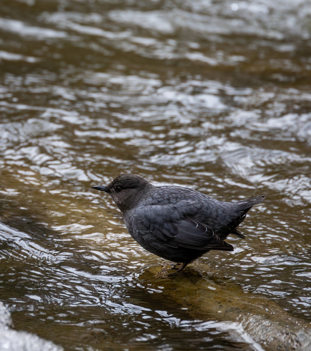 American Dipper - Peek Ehlinger