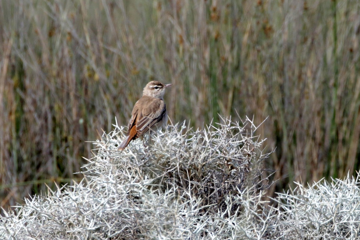 Rufous-tailed Scrub-Robin - Olivier Laporte