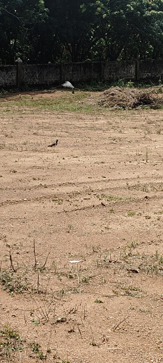 Red-wattled Lapwing - Manju Vasudevan Nair