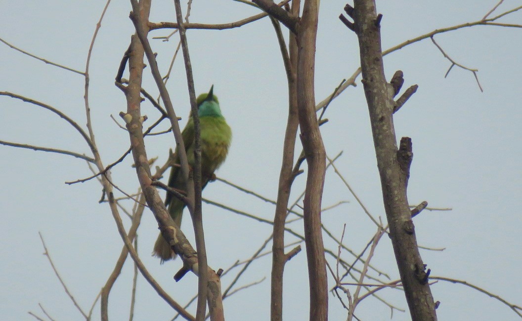 Asian Green Bee-eater - ML618803827