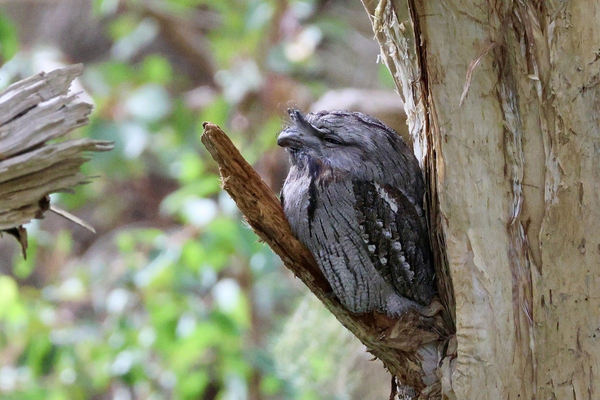 Tawny Frogmouth - ML618803835