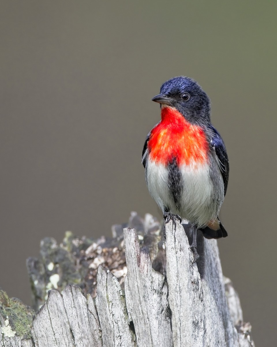 Mistletoebird - ML618803837