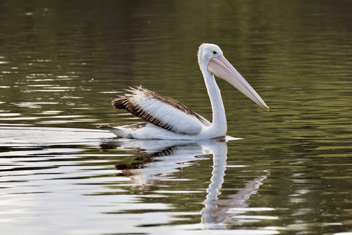 Australian Pelican - Terry O’Connor