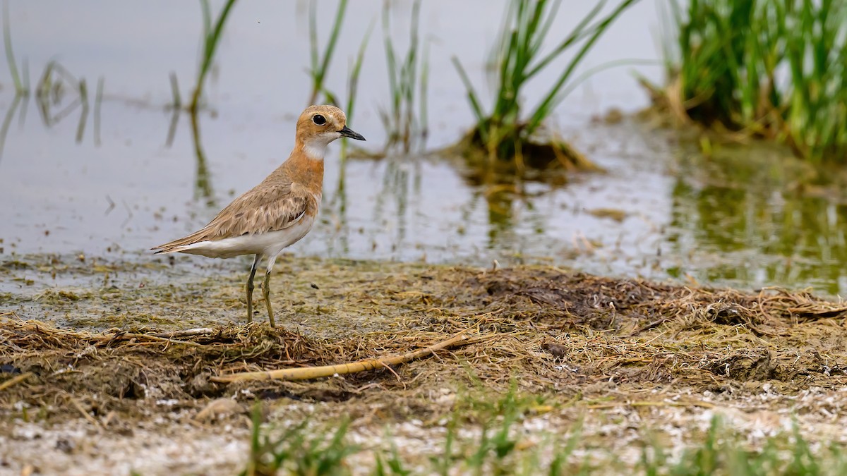 Greater Sand-Plover - ML618803848